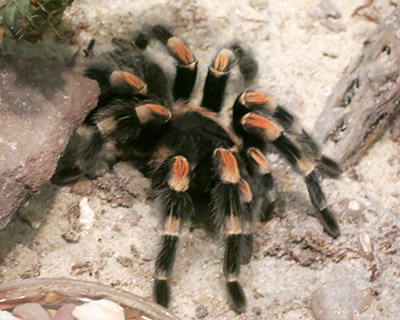 live tarantula natural history museum washington dc